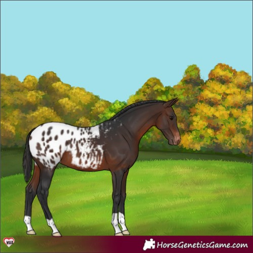 Horse Color:Brown Appaloosa 
