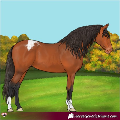 Horse Color:Bay Appaloosa 