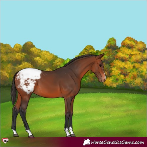 Horse Color:Bay Snowcap 