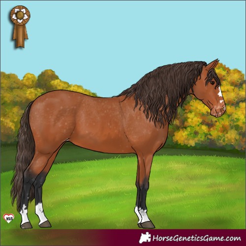 Horse Color:Bay Appaloosa 