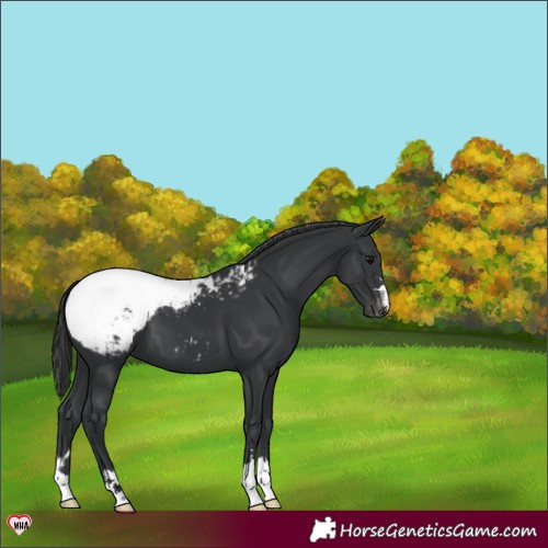 Horse Color:Black Appaloosa 
