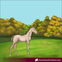 Horse Color:Gold Champagne Pearl Rabicano  and Gold Champagne Pearl Rabicano 