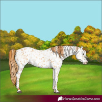Horse Color:Red Dun Appaloosa  and Red Dun Splash Appaloosa 