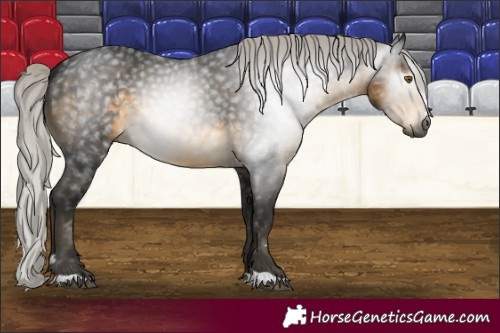 Horse Color:Gray Silver Buckskin 