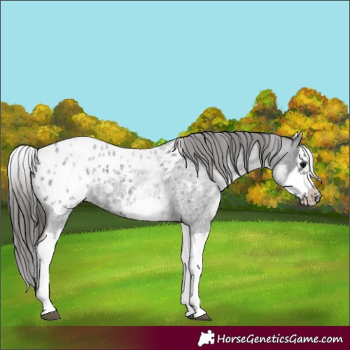 Horse Color:White Spotted Blue Roan Splash Frame Appaloosa
