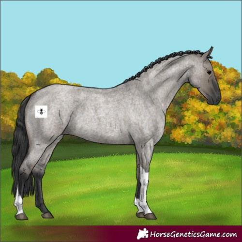 Horse Color:Grullo Roan Tobiano 