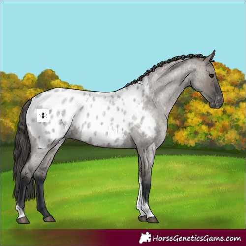 Horse Color:Grullo Roan Tobiano Blanket