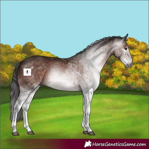 Horse Color:Gray White Spotted Bay 