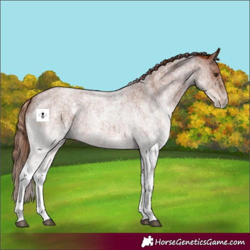 Horse Color:White Spotted Red Roan 