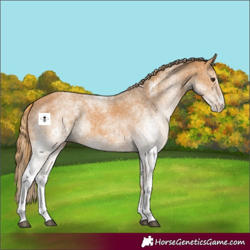 Horse Color:White Spotted Chestnut 