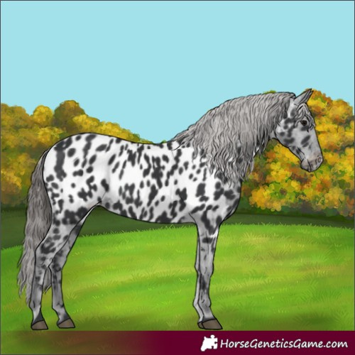 Horse Color:Black Appaloosa 