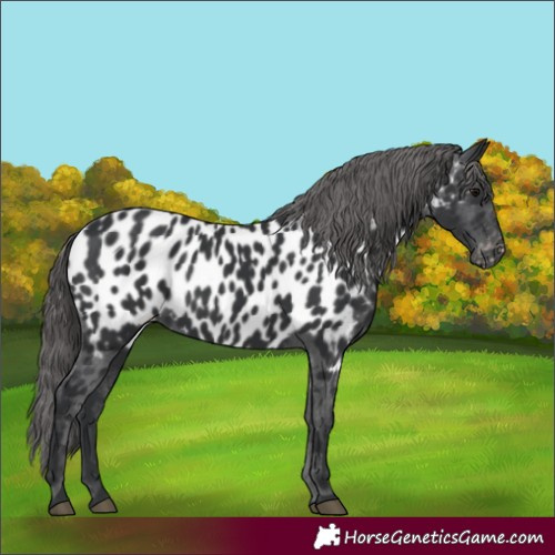 Horse Color:Black Near Leopard 