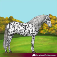 Horse Color:Black Appaloosa 