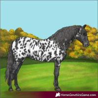 Horse Color:Black Near Leopard