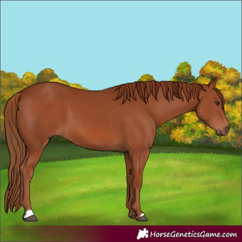 Horse Color:Chestnut 