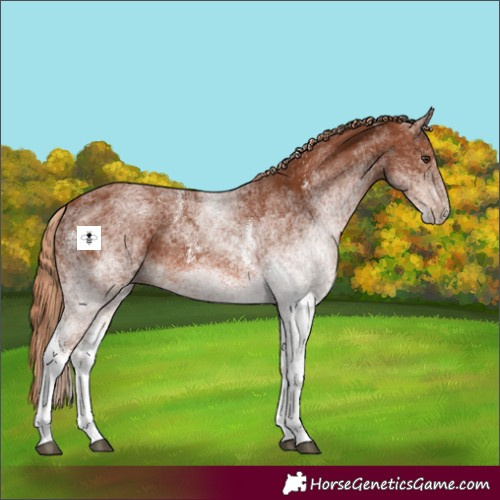 Horse Color:White Spotted Chestnut 