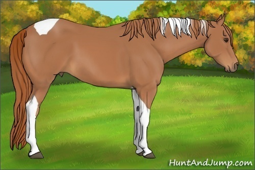Horse Color:Chestnut Tobiano 