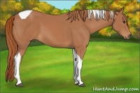 Horse Color:Chestnut Tobiano