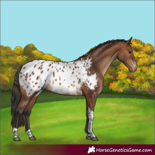 Horse Color:Bay Tobiano Appaloosa Rabicano 