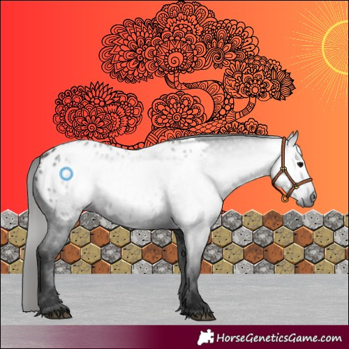 Horse Color:Gray Black Appaloosa 