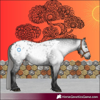 Horse Color:Gray Black Appaloosa 