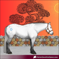 Horse Color:Gray Black Appaloosa 