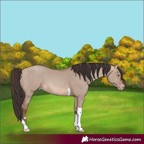 Horse Color:Sable Champagne Dun Tobiano
