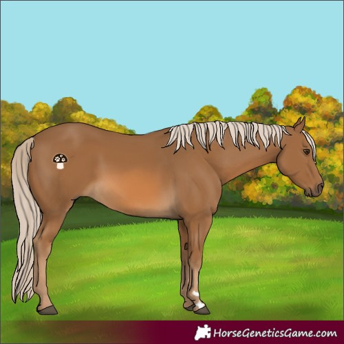 Horse Color:Chocolate Palomino 