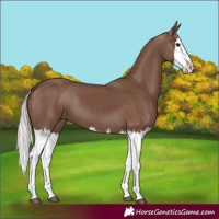 Horse Color:Silver Black Splash 
