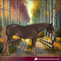 Horse Color:Liver Chestnut Rabicano 