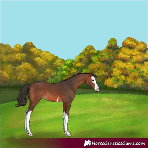 Horse Color:Bay Splash 