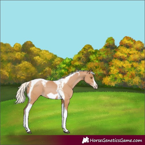 Horse Color:Silver Black Pearl Tobiano Frame 