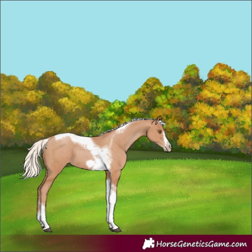 Horse Color:Silver Black Pearl Tobiano Frame