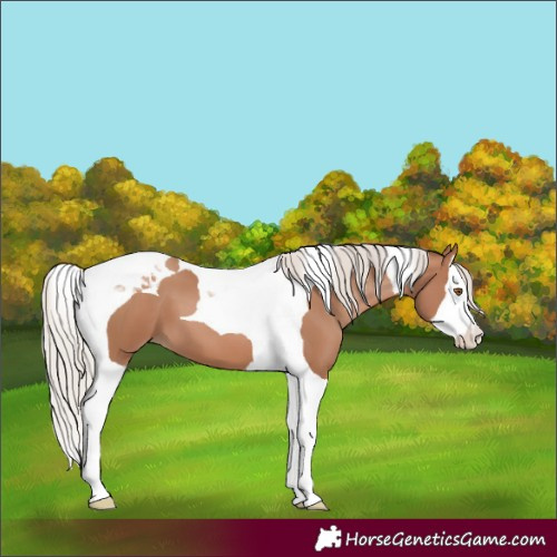Horse Color:Silver Black Pearl Splash Tobiano