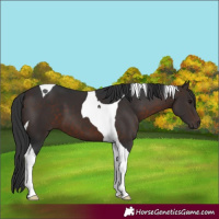 Horse Color:Brown Tobiano 
