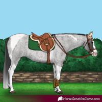 Horse Color:Blue Roan Splash Tobiano 