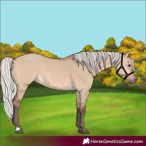Horse Color:Silver Bay Dun