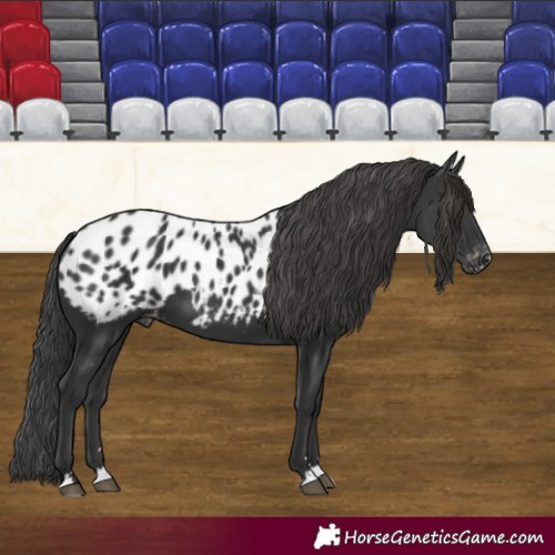 Horse Color:Black Appaloosa 