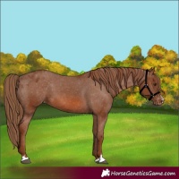 Horse Color:Chestnut Appaloosa 