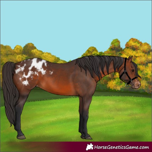 Horse Color:Brown Appaloosa 