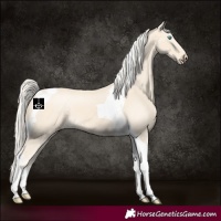 Horse Color:Cremello Tobiano 