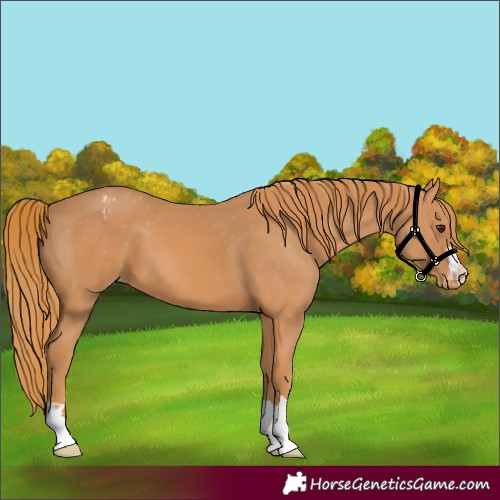 Horse Color:Chestnut Appaloosa 