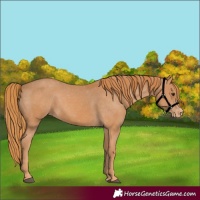 Horse Color:Chestnut Appaloosa 
