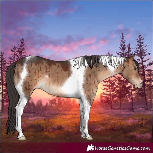 Horse Color:Brown Dun Tobiano Varnish Brindle 