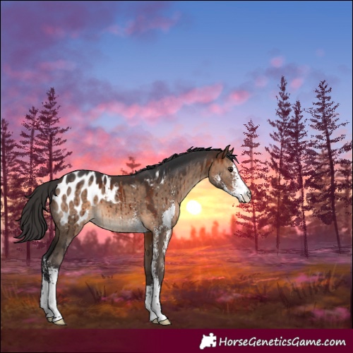Horse Color:Brown Dun Sabino Appaloosa Brindle 