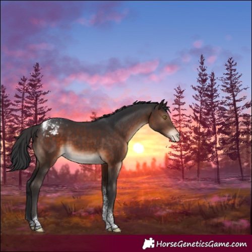 Horse Color:Brown Tobiano Blanket 