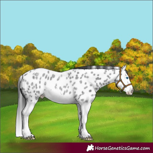 Horse Color:Blue Roan Splash Appaloosa 