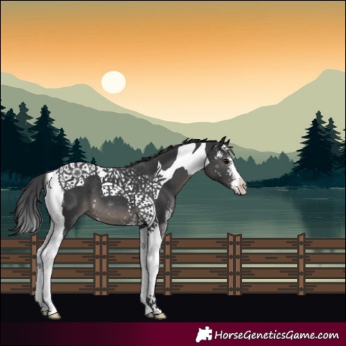 Horse Color:Black Sabino Tobiano 