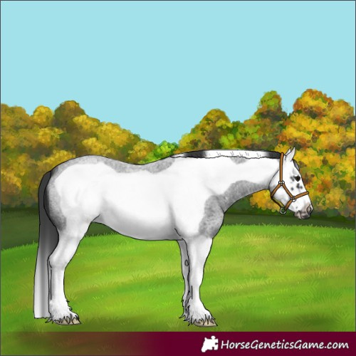 Horse Color:Blue Roan Splash Frame 