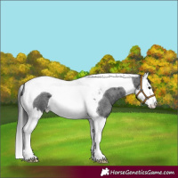 Horse Color:Blue Roan Splash Tobiano 